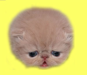 KITTYPINK