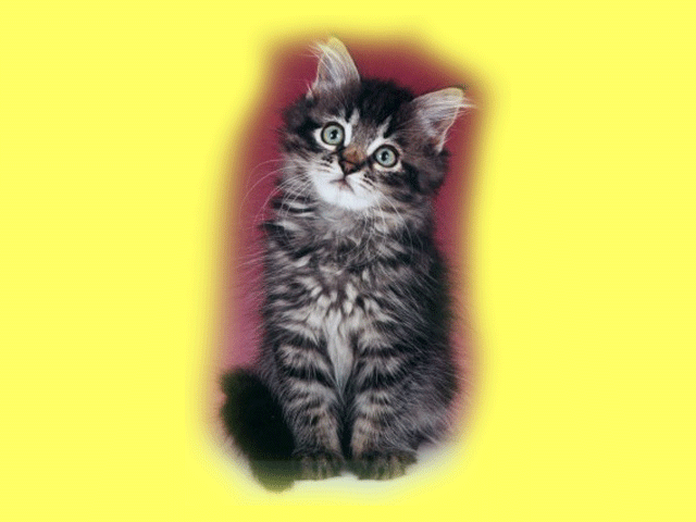 kittentongue