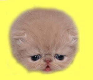 kittyblink