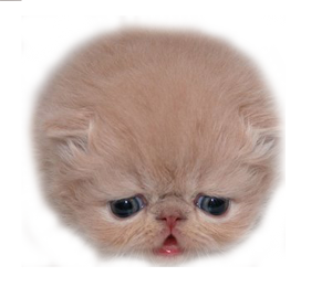kittyblink